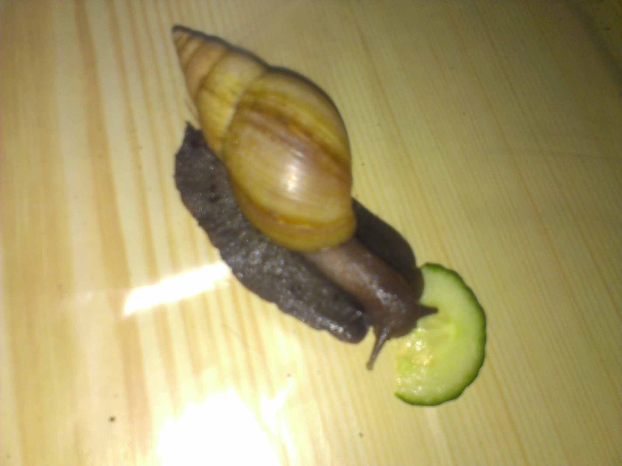IMAG0090