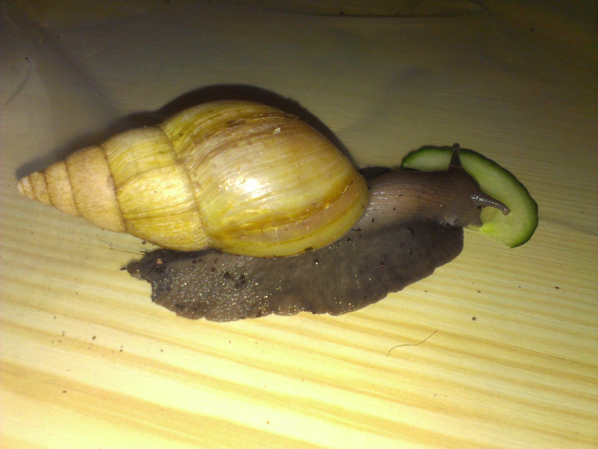 IMAG0092