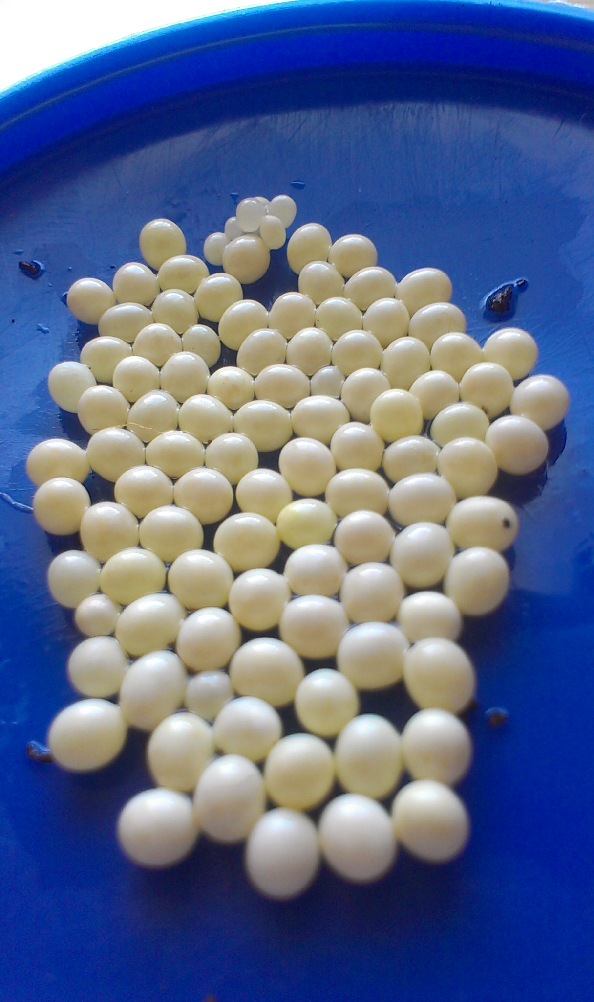 IMAG0003